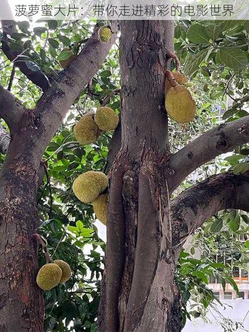 菠萝蜜大片:带你走进精彩的电影世界